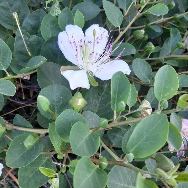 Capparis spinosa ᱥᱟᱠᱟᱢ