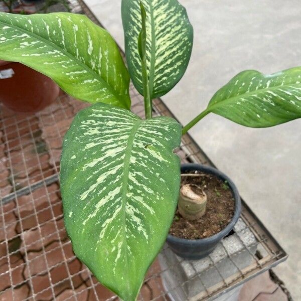 Dieffenbachia seguine Deilen