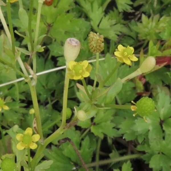 Ranunculus sceleratus Кветка