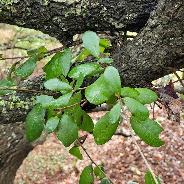 Quercus virginiana Lehti