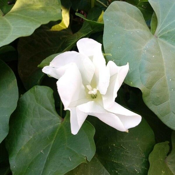 Ipomoea alba Žiedas