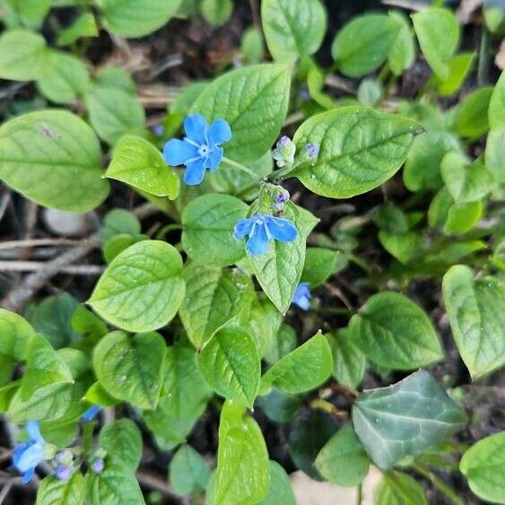 Omphalodes verna Blomma