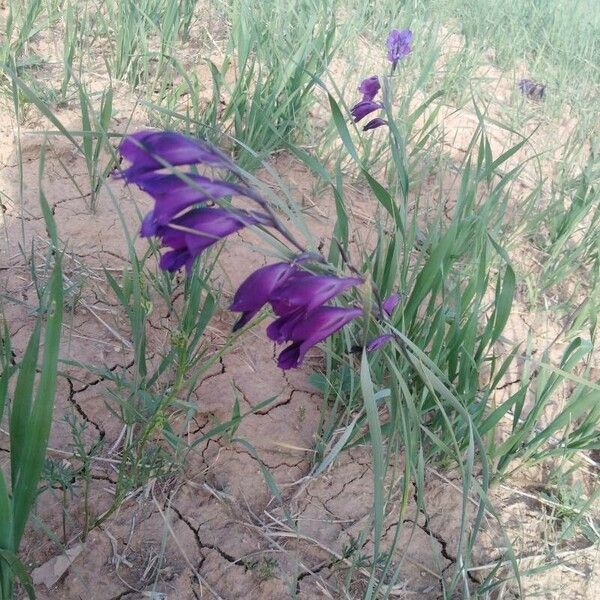 Gladiolus atroviolaceus Lorea