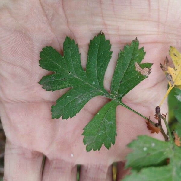 Crataegus monogyna Leaf