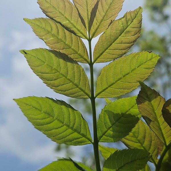 Fraxinus excelsior Foglia