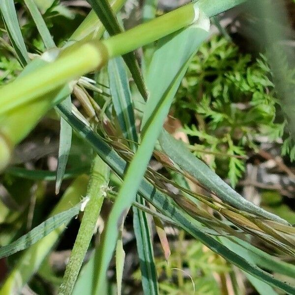 Avena fatua Bark