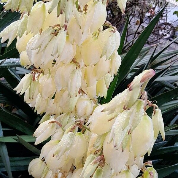 Yucca gloriosa Flower