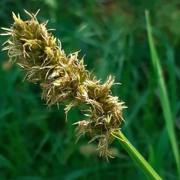 Carex vulpina Kvet