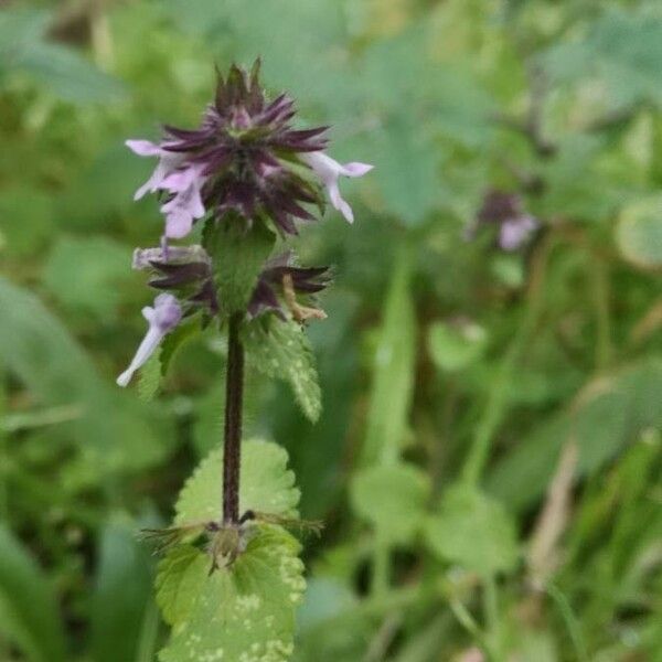 Stachys arvensis Kwiat