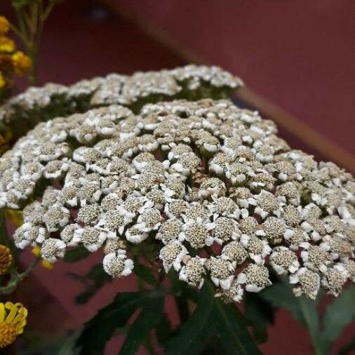 Tanacetum macrophyllum Flower