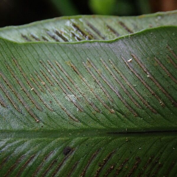 Asplenium africanum Hoja