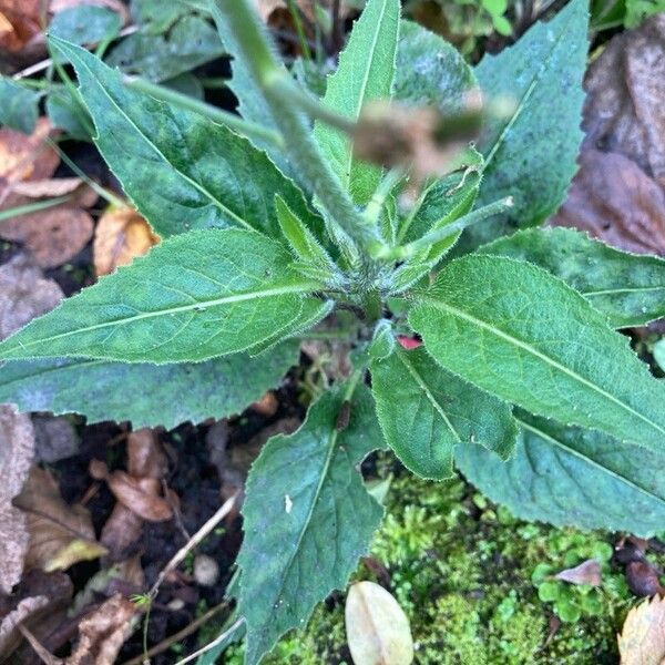 Hesperis matronalis Folio