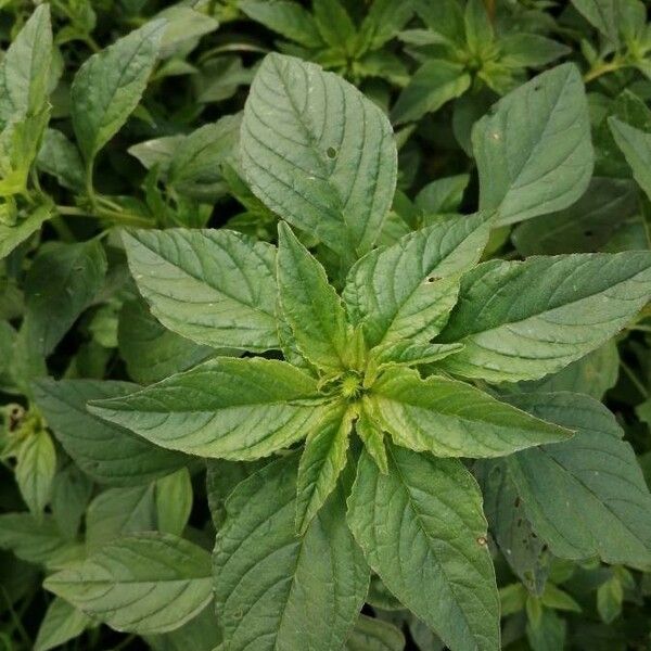 Amaranthus retroflexus Leaf