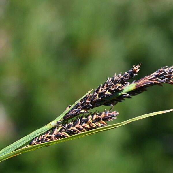 Carex nigra Кветка