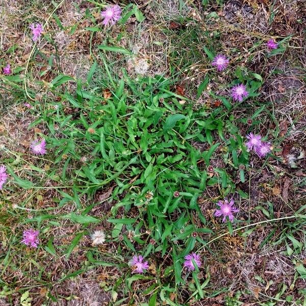 Centaurea jacea 整株植物