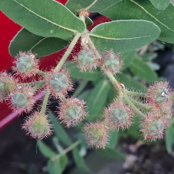 Angophora hispida Flower