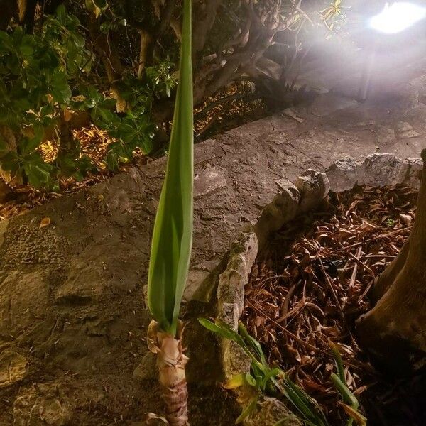 Yucca aloifolia Leaf