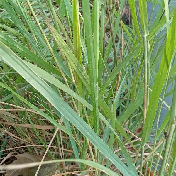 Panicum virgatum Blad