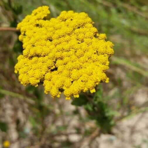 Achillea ageratum Квітка