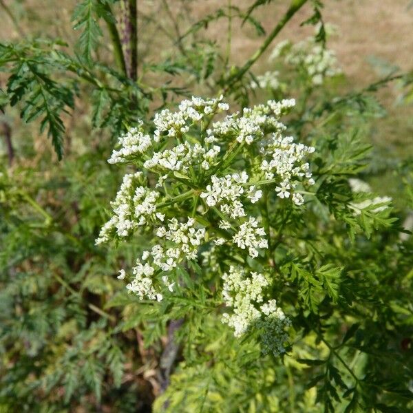 Aethusa cynapium Blüte