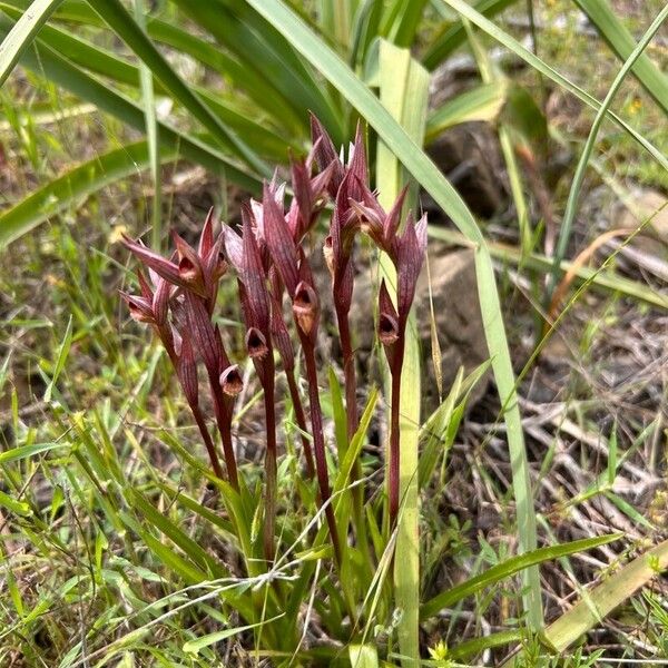 Serapias vomeracea Flor