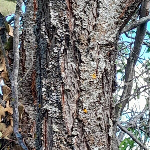 Prunus dulcis Bark