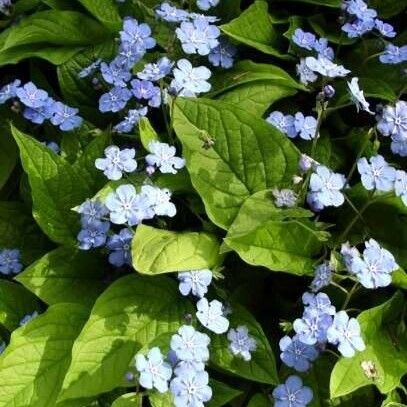 Omphalodes verna ശീലം