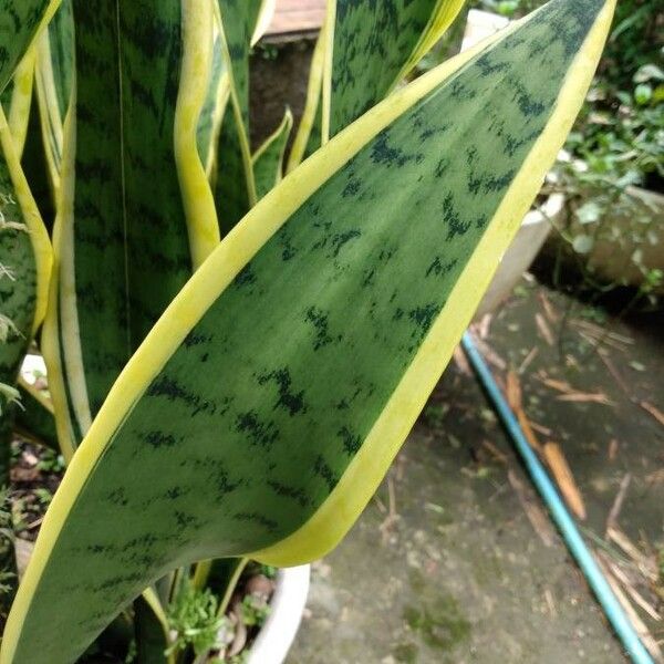 Sansevieria trifasciata Лист