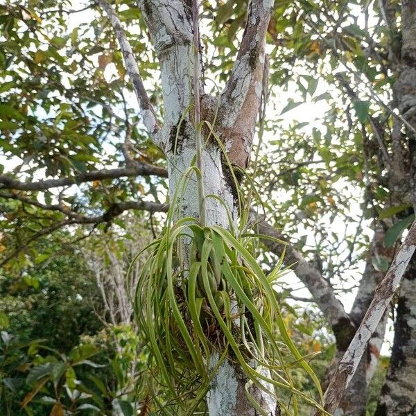 Tillandsia balbisiana Leaf