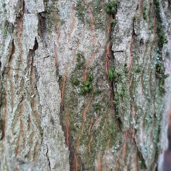 Carya ovata Bark