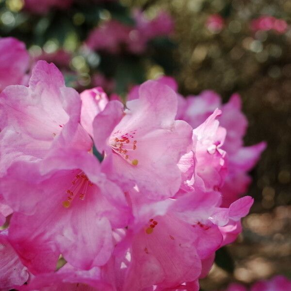 Rhododendron argyrophyllum Blüte