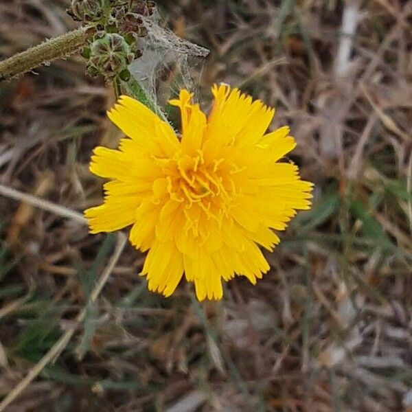 Picris hieracioides Blomma