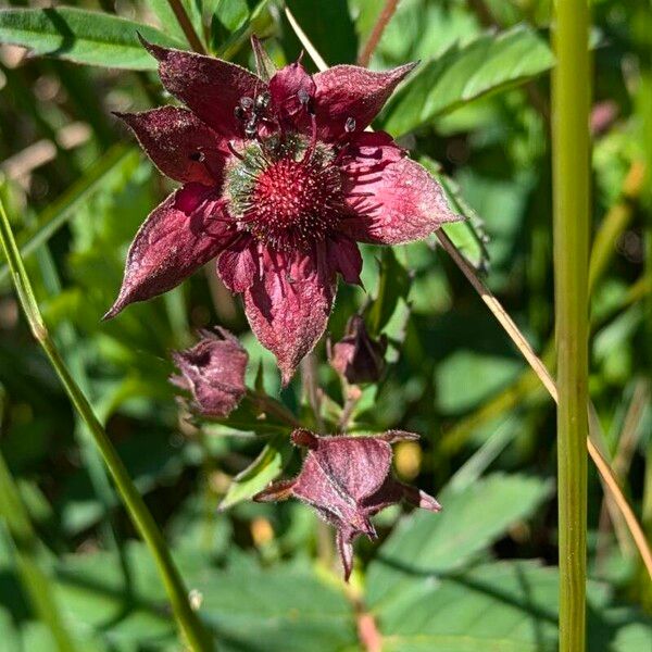 Comarum palustre Flower