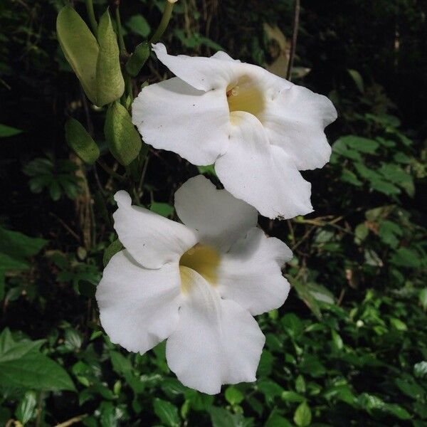 Thunbergia grandiflora Квітка