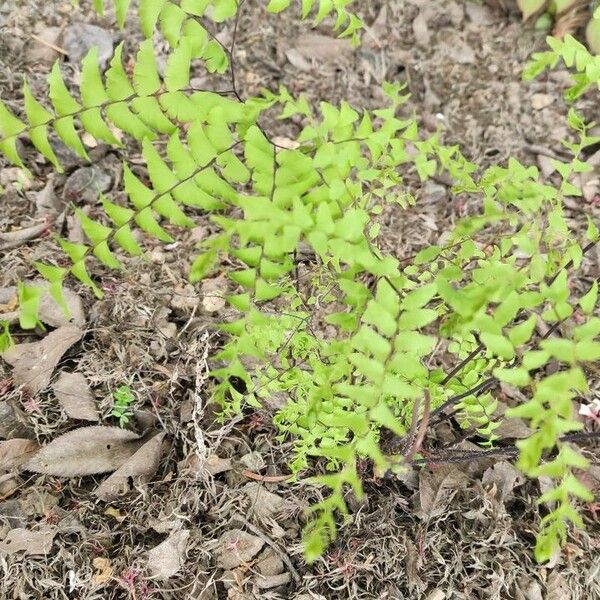 Adiantum pedatum Tervik taim