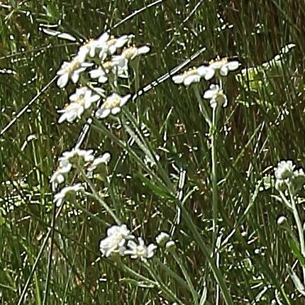 Achillea erba-rotta 花