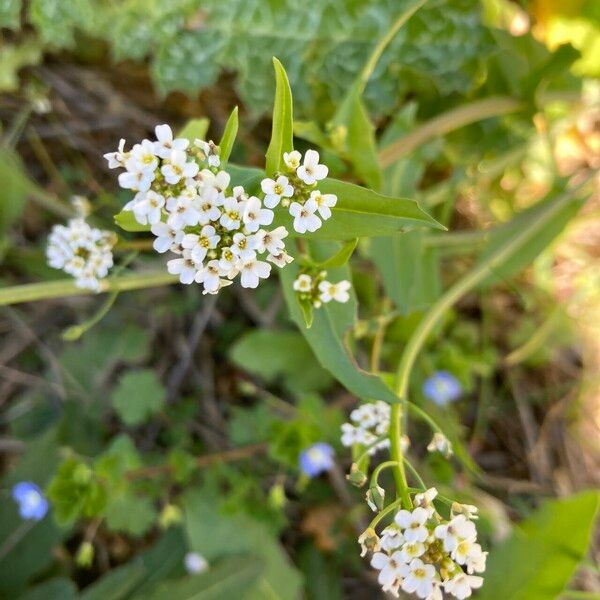 Calepina irregularis Flor