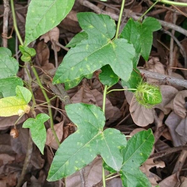 Passiflora foetida Deilen