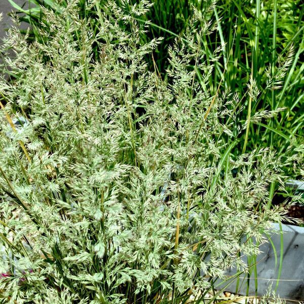 Agrostis stolonifera Συνήθη χαρακτηριστικά