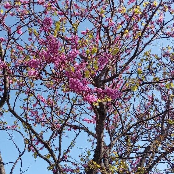 Cercis siliquastrum Vekstform