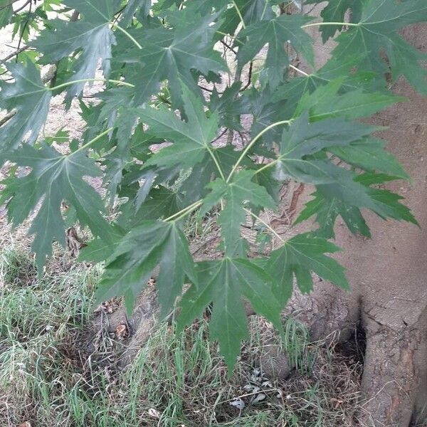 Acer saccharinum Leaf