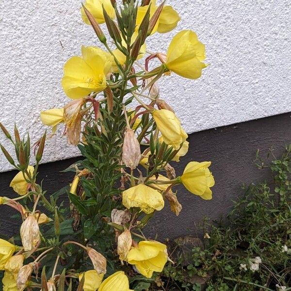 Oenothera glazioviana Hábito