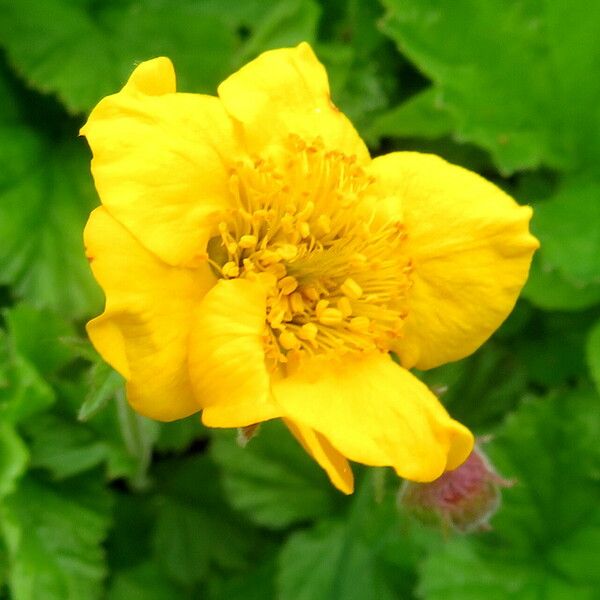 Geum sylvaticum Flower