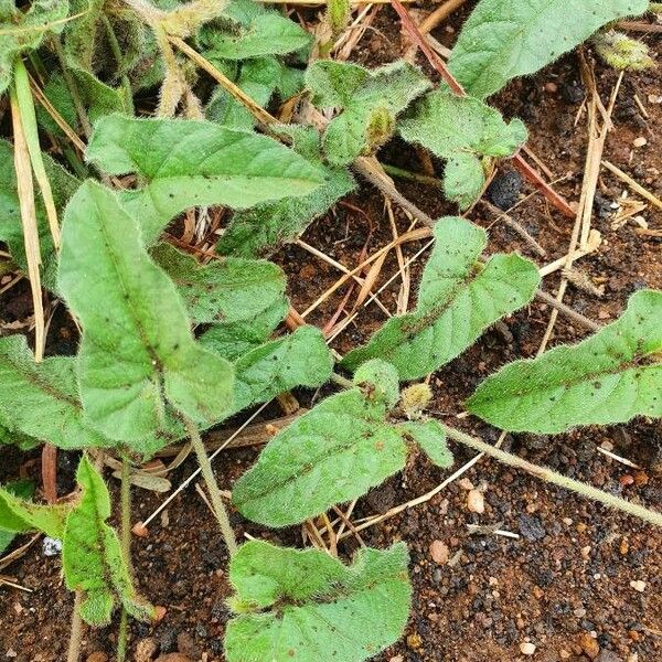 Ipomoea mombassana Foglia