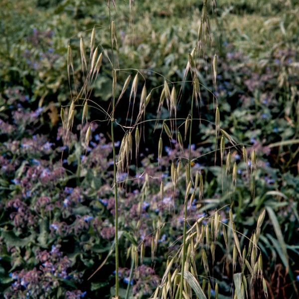 Avena sterilis Blomst