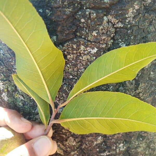 Cariniana estrellensis Leaf