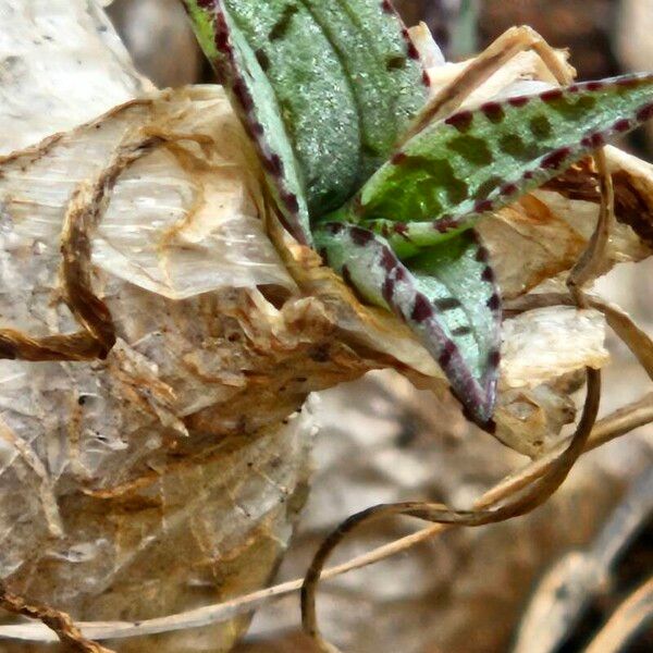 Ledebouria socialis Liść