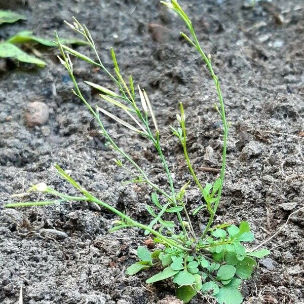 Cardamine flexuosa Habit