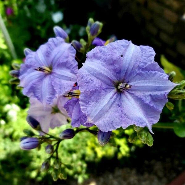 Solanum wendlandii Квітка