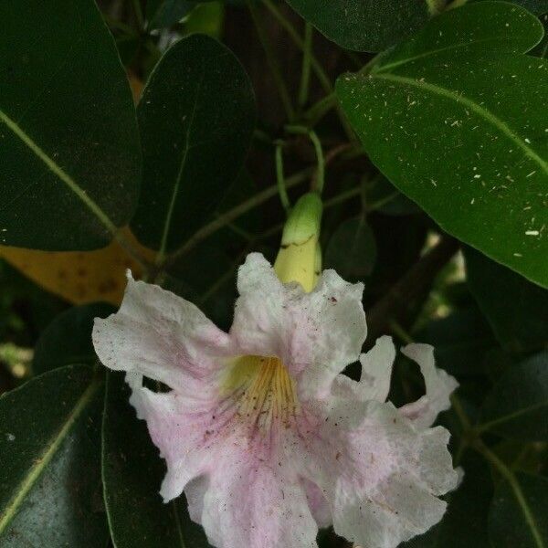 Tabebuia pallida Blüte